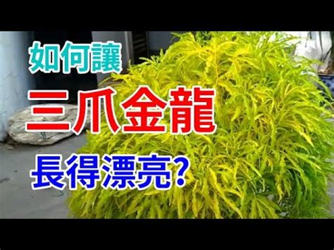 三爪金龍風水|家裡的植物別亂種！命理師湯鎮瑋曝5大植栽風水禁忌…